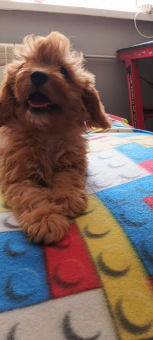 Cavapoo -wesola dziewczyna