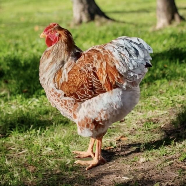 WYANDOTTE SPLASH ( OVOS )