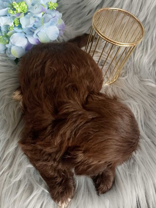 Piękny chłopak rasy Shih-Tzu szuka domku