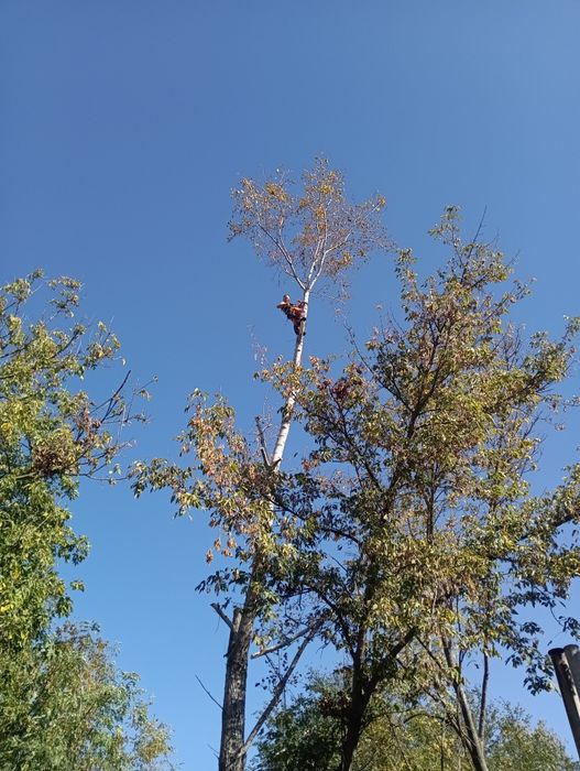 Спил деревьев, обрезка веток,, арбористика,,спилим дерево любое