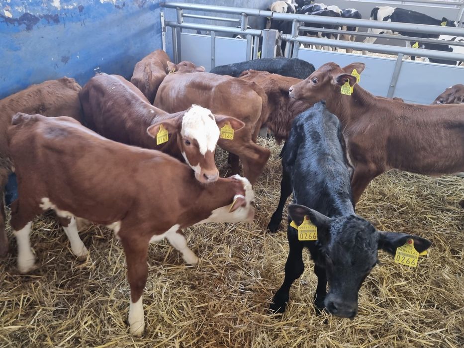 Cielaki na sprzedaż