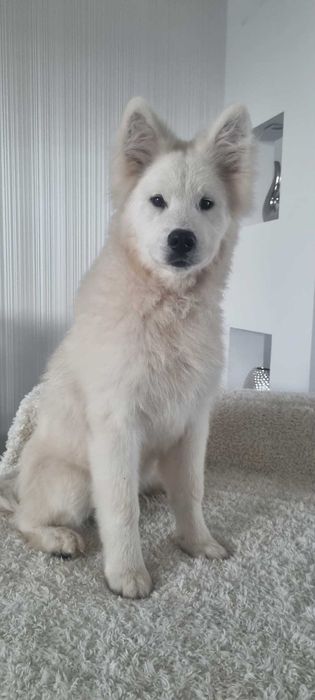 Samojed/Samoyed - Przepiękne odchowane szczeniaki, gotowe do domu!