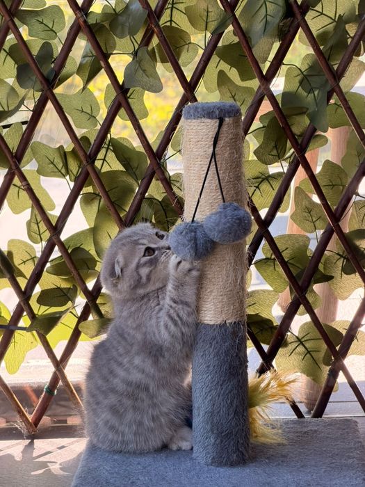 Gatinha Scottish Fold Silver Tabby com branco