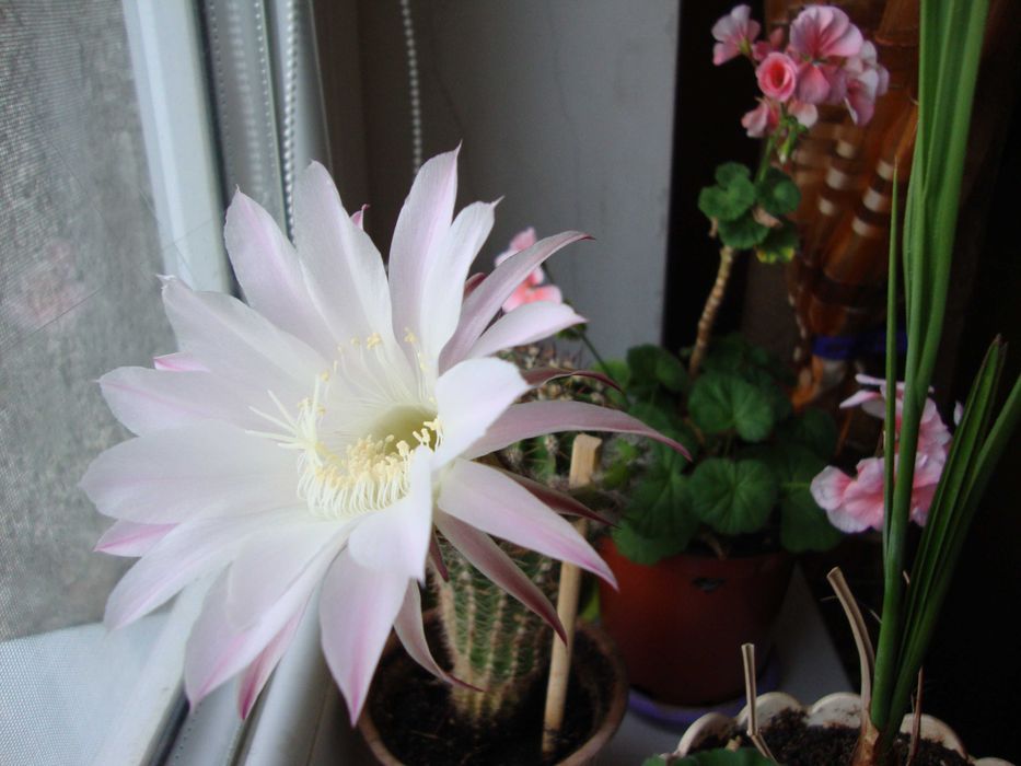 Растения: алоэ, кактусы