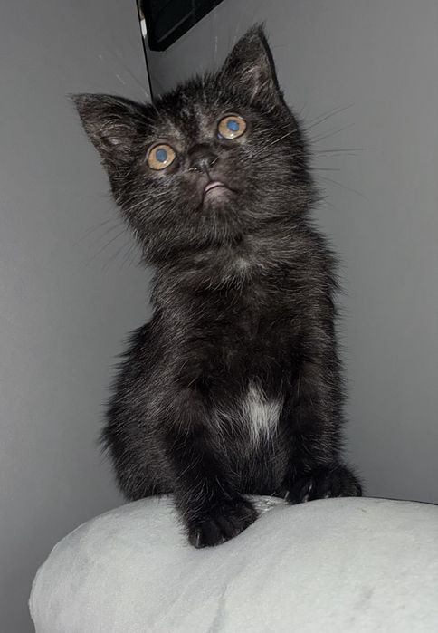 чорне  кошеня ( котик)