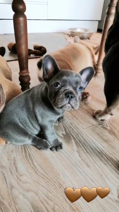 Мини мася Киев Голубая