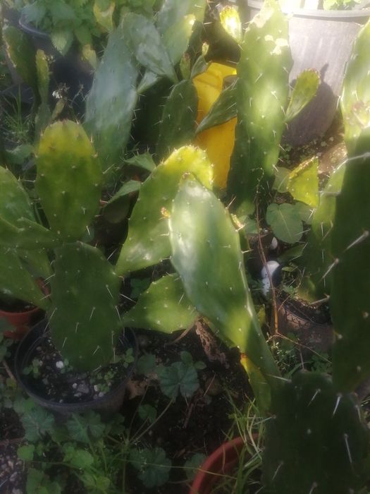 Várias plantas figueira da Índia..