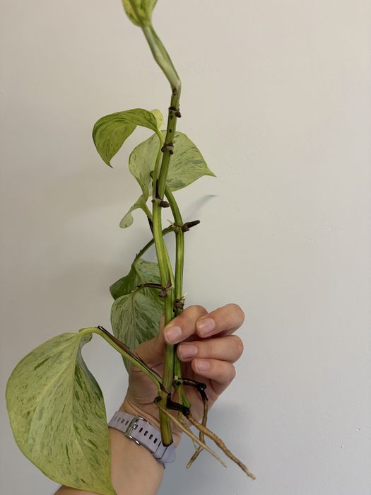 epipremnum marble queen cięte sadzonki