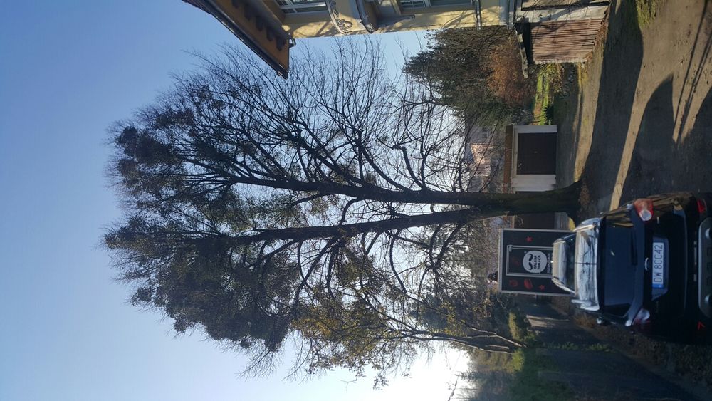 Wycinka drzew przycinanie korony tuii wywóz gałęzi, czyszczenie rynien