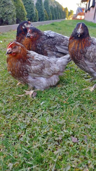 Kury Młode Dominant Blue Nioski