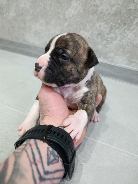 American staffordshire terrier Amstaff