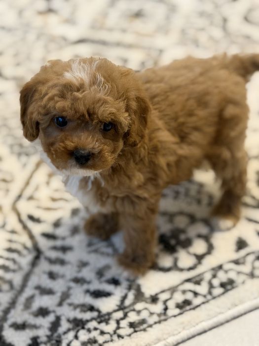 Cavapoo pudel toy uroczy piesek