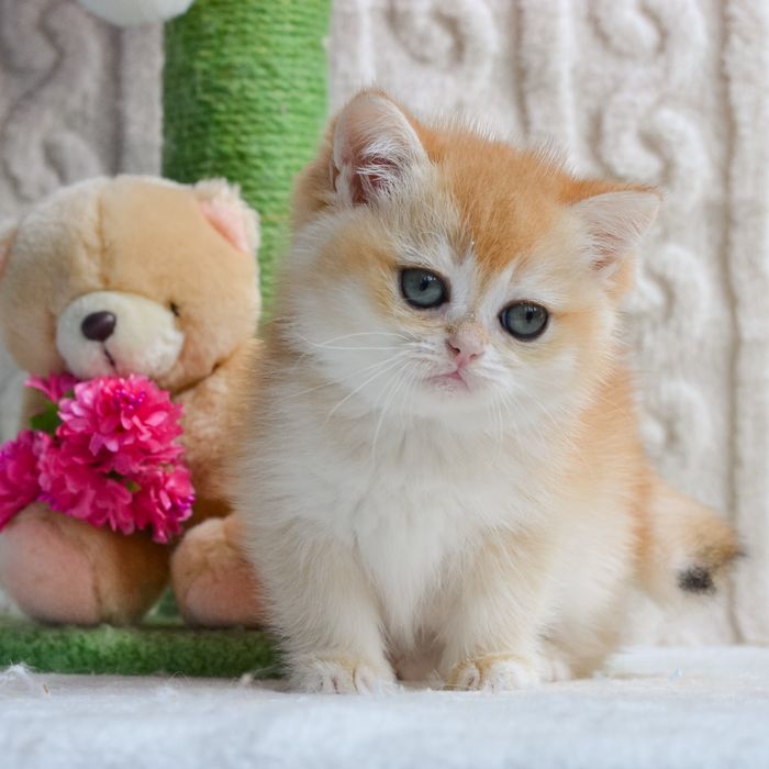 Золотая британочка. Киев