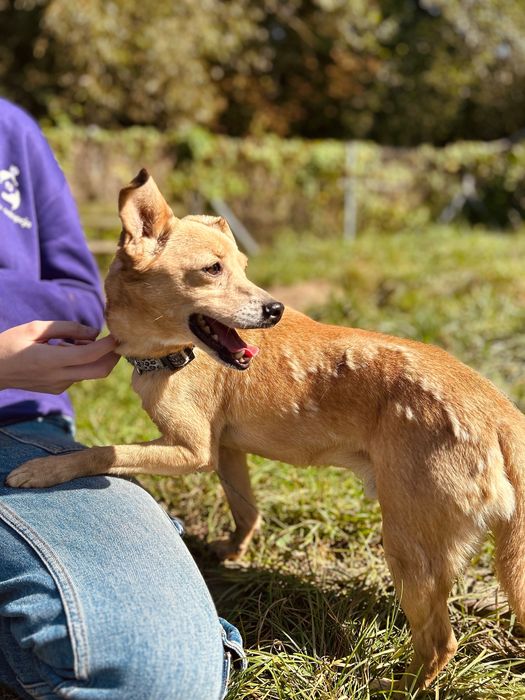 Mały, biszkoptowy piesek Figo do adopcji!