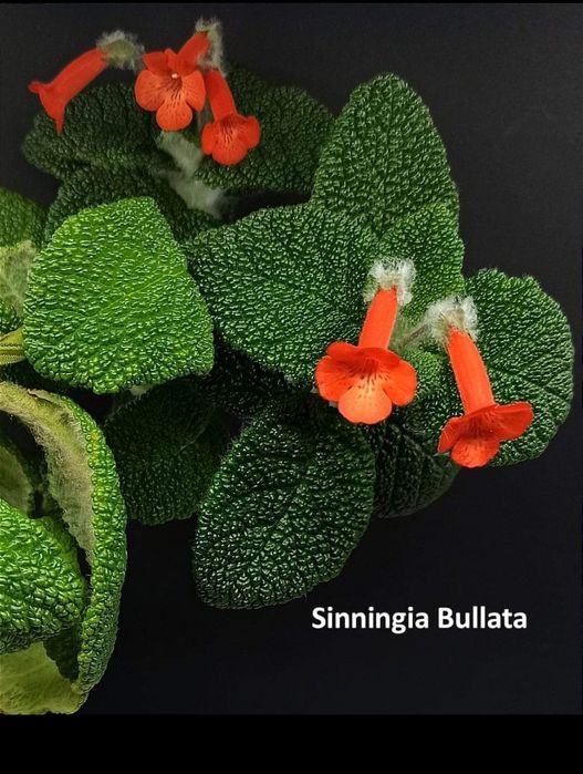 Sinningia Bullata botaniczna
