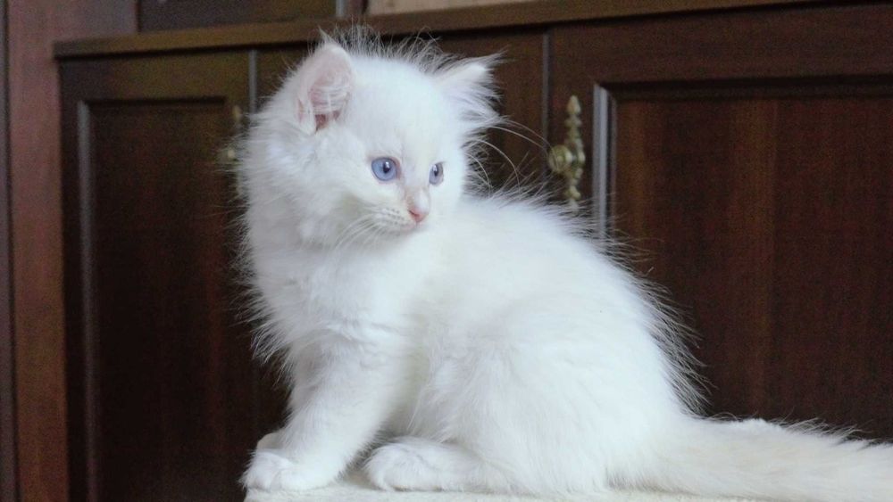 Kremowy kocurek Ragdoll