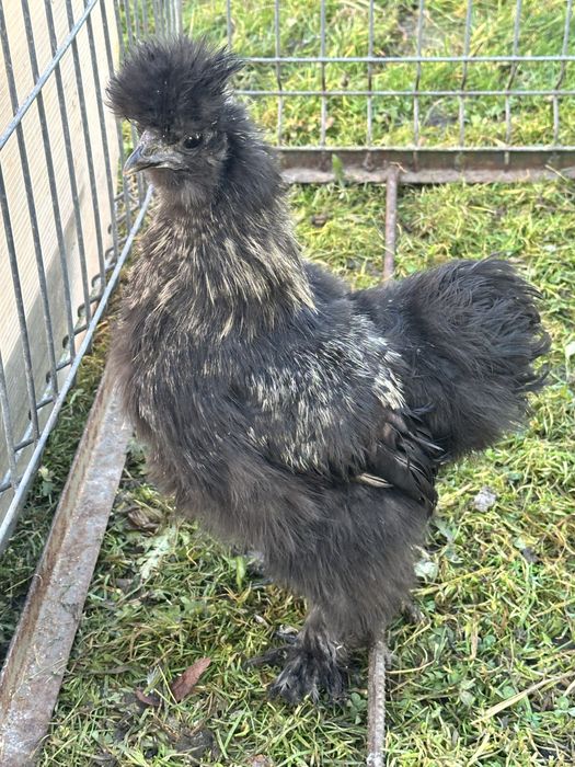 Silka kogut z lipca 2025