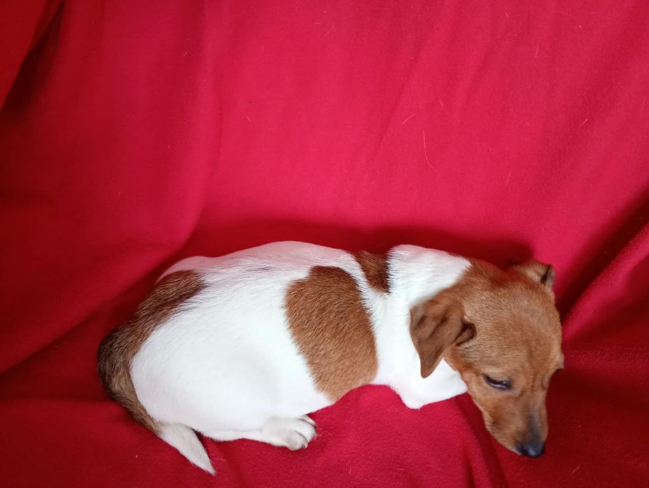 Szczenię pies Jack Russell terrier  małe i piękne