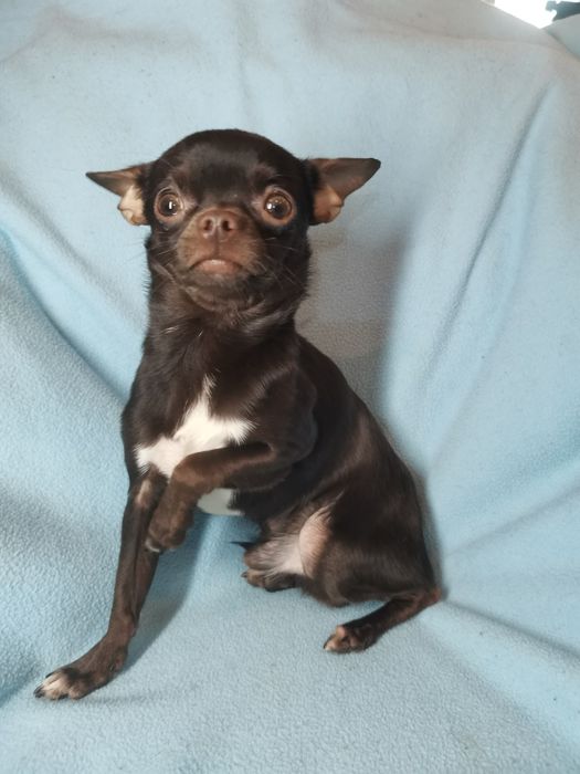 Мини мальчик чихуа