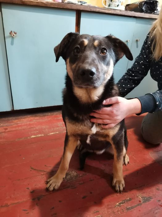 Щенок-дзвіночок в добрі руки