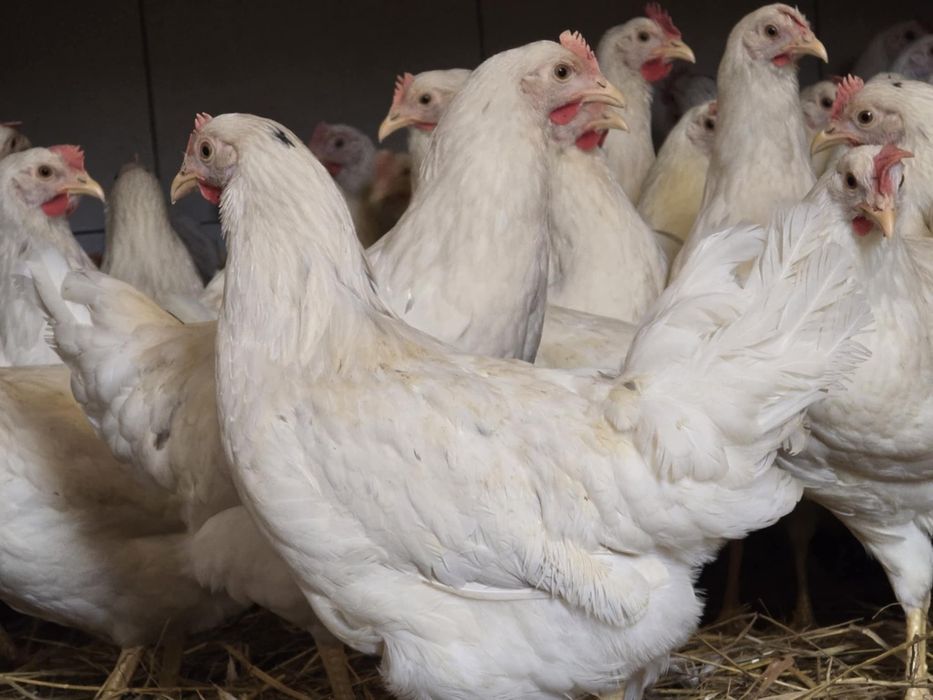 Kury nioski pod jajko! 21 tyg! Dowóz do klienta oraz odbiór osobisty !