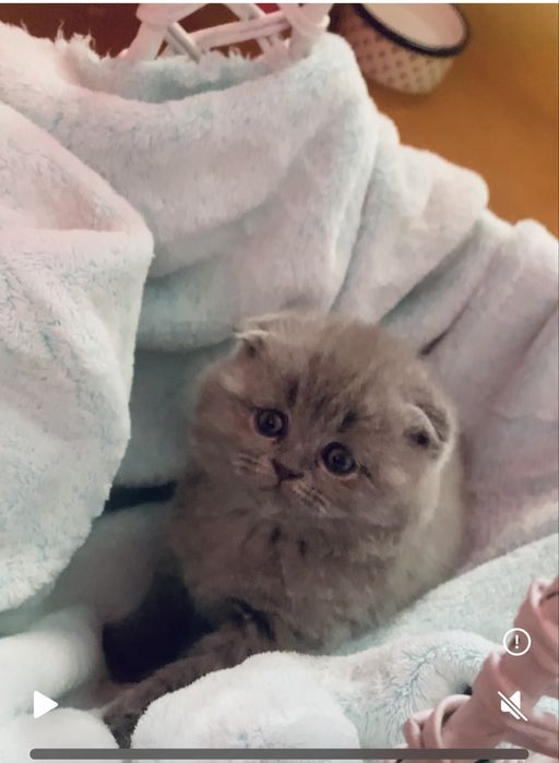 Неймовірний  висловушка, кошенятко