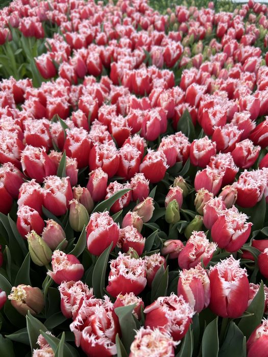 Луковиця після вигонки тюльпанів