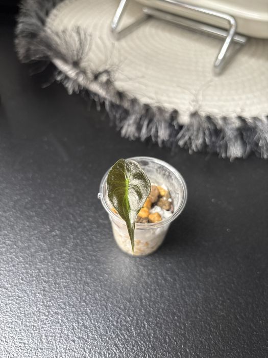 Alocasia Venom maluch