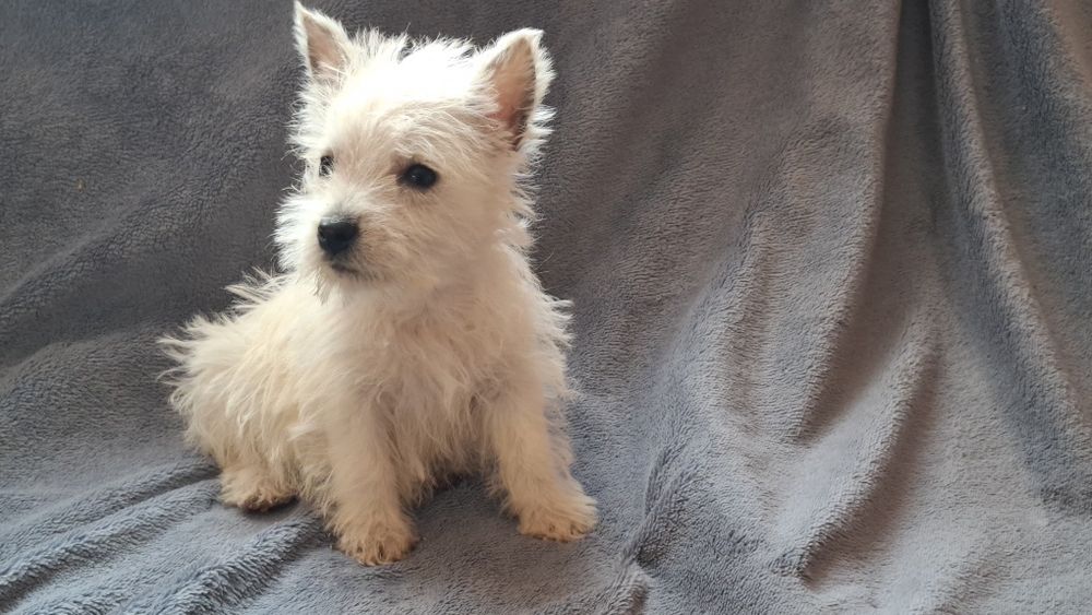 West highland white terrier  chłopiec