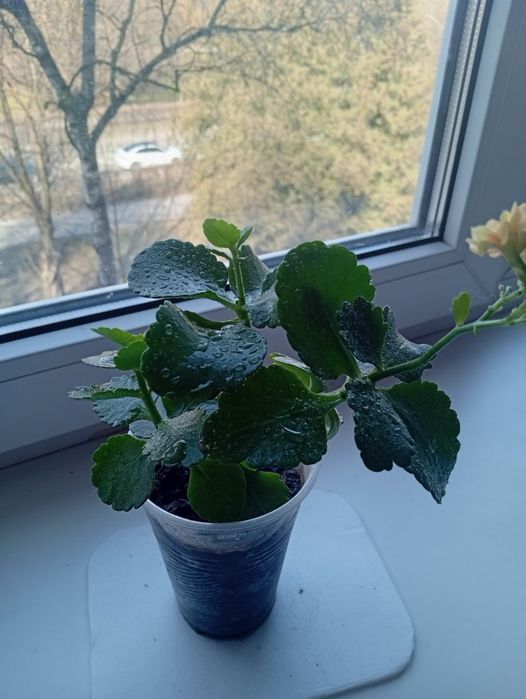 Каланхое Блоссфельда