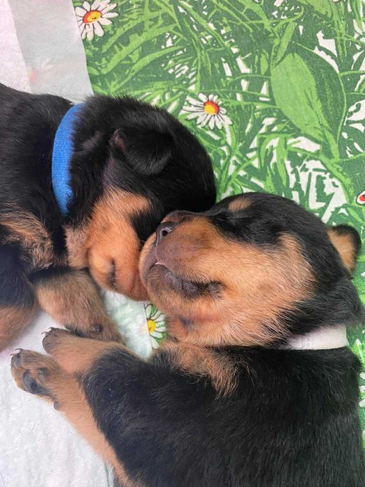 Цуценята ротвейлера: Ваша безпека та вірність у кожному русі!