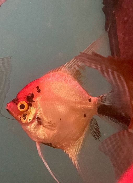 Pterophyllum Scalare - Red Devil (Koi) - A Grade - (Gm/g, S/S)