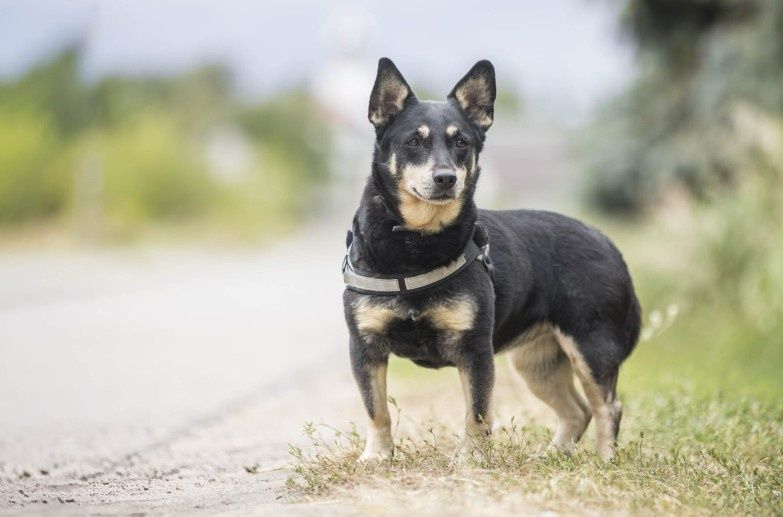 Greta poleca się do adopcji