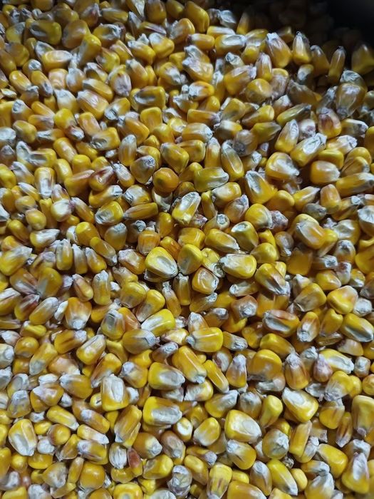 Продаю кукурудзу після сушки