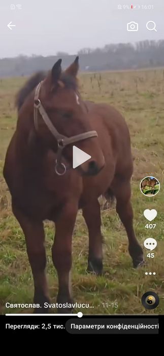 Коні ваговози. Лошачок жеребчик.