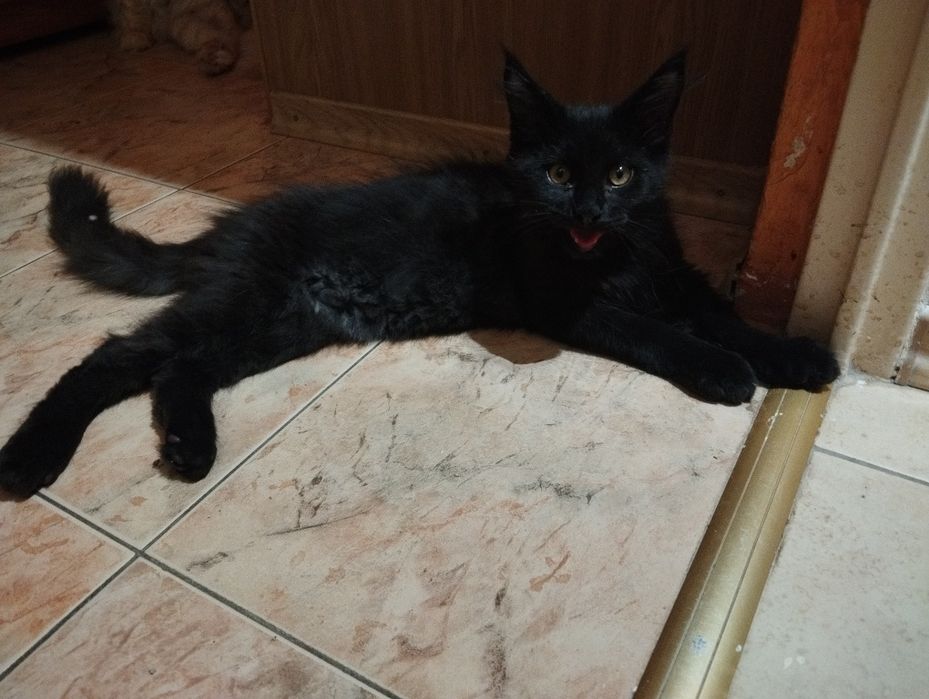 Kocurek Maine Coon  ZAREZERWOWANY