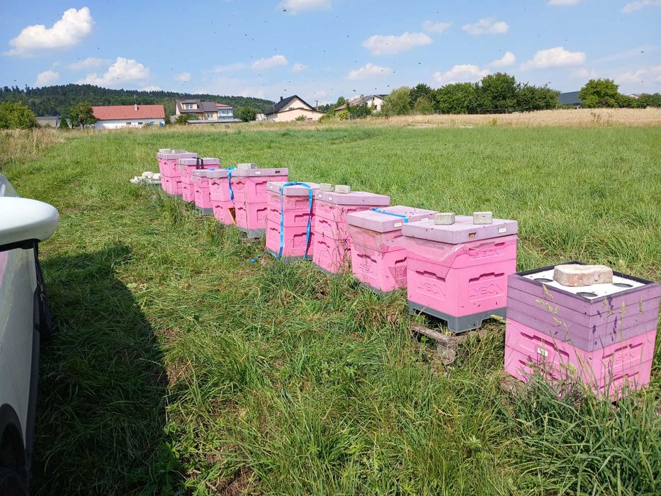 Rodziny ,odkłady pszczele sprzedam