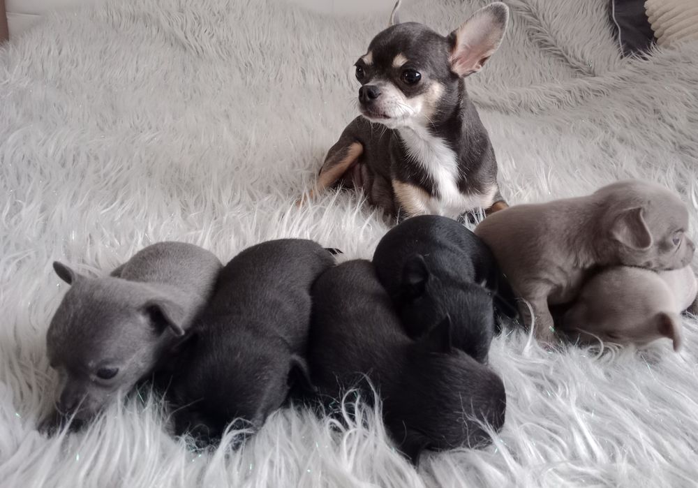 Liliowa dziewczynka chihuahua