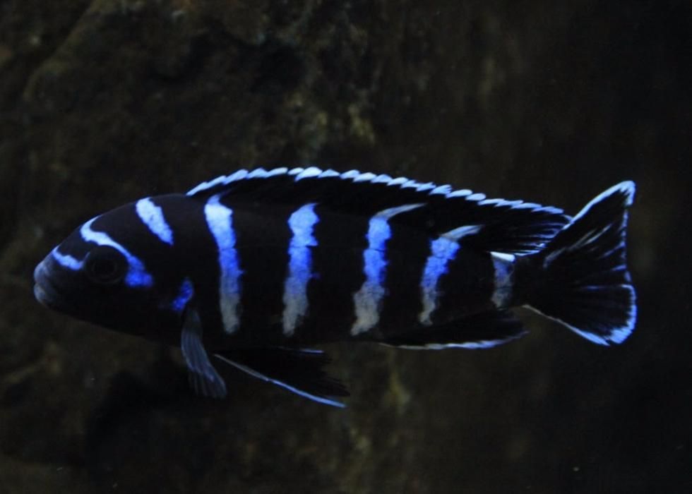 Африканські цихлід Малаві Вікторія Акваріумні рибки Аулонокара