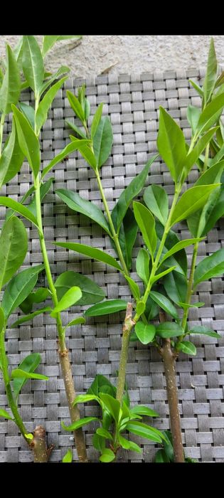 Ligustr zimozielony atrovirens sadzonki