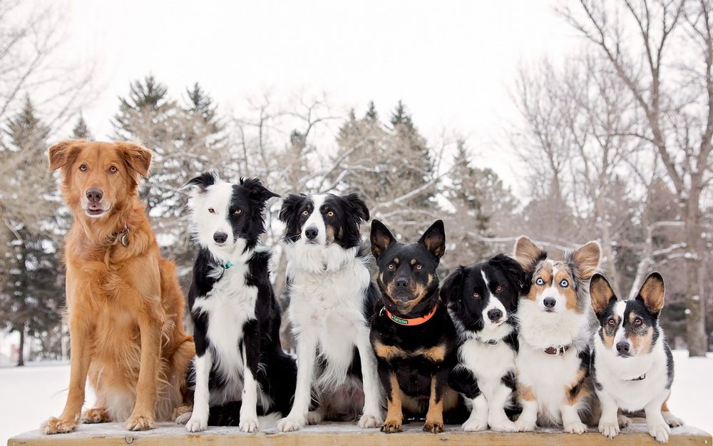 Кинолог, Dog-тренер, дрессировка и воспитание собак