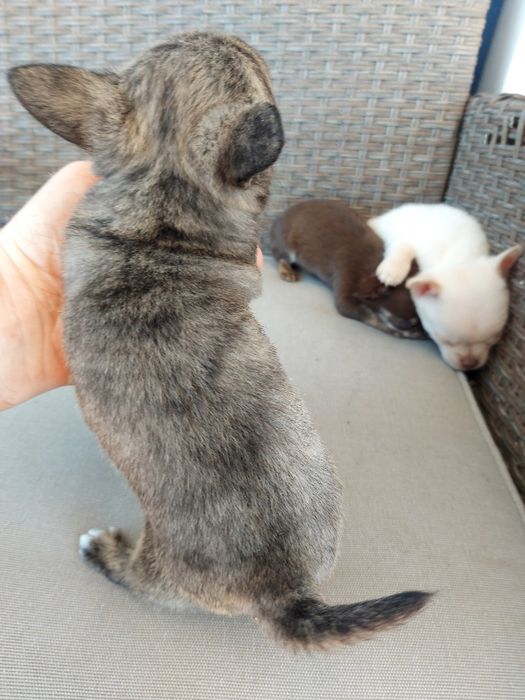 Excelente Chihuahua com Lop (Pedigree)