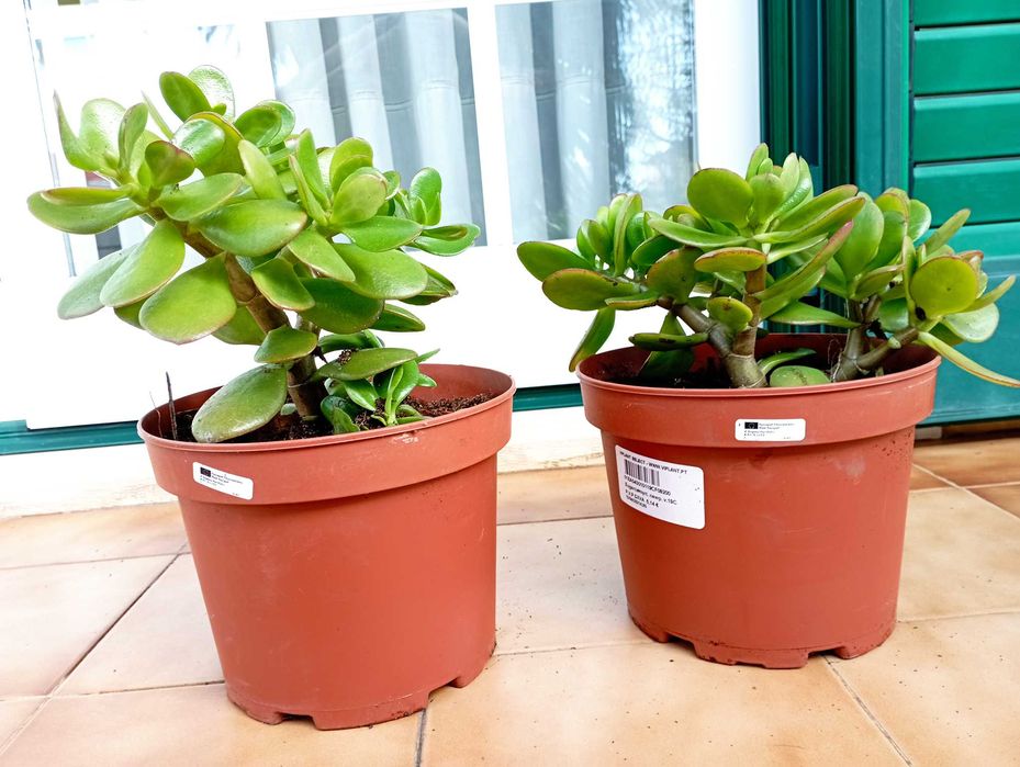Planta Jade em Vaso
