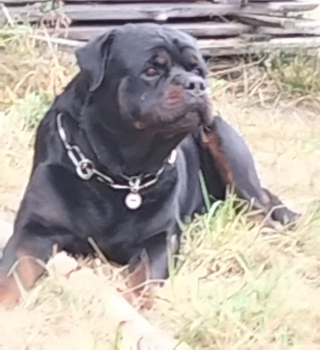 Ротвейлер, документи КСУ.