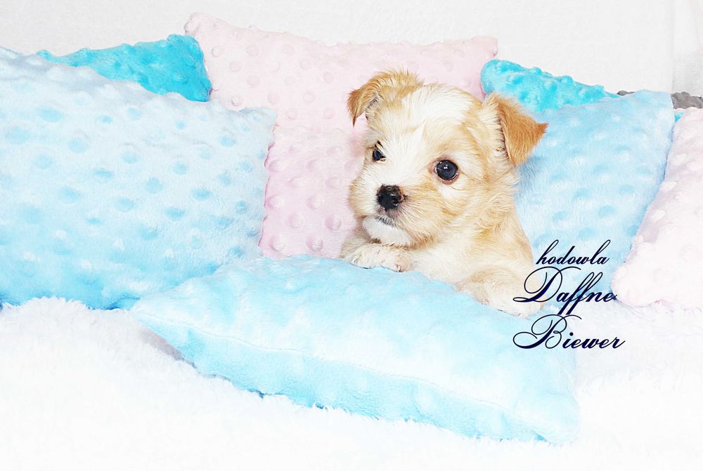 York Golddust Yorkshire Terrier