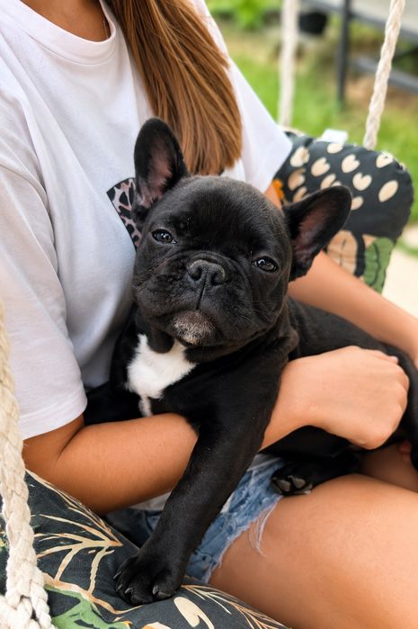 Buldogi francuskie