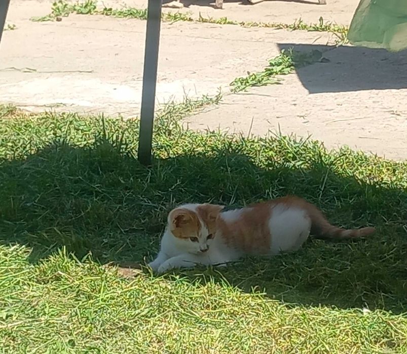 Молода кошечка...