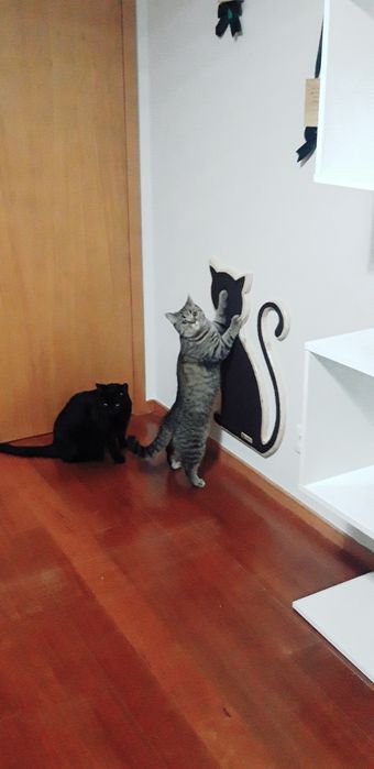 Arranhador para gatos