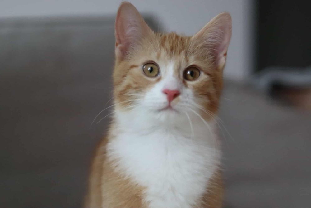 Szaraczek i Lisek - urocze maluchy szukają wspólnego domu