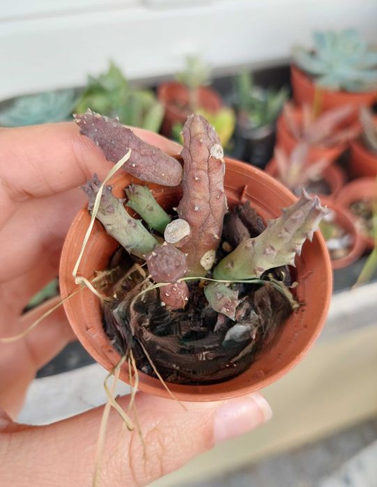 Suculentas variadas 2€